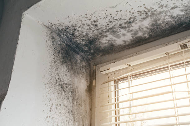 Affordable Crawl Space Mold Removal solutions in Freeport, TX
